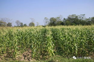 掌上菜園上線啦，動動手指就上菜
