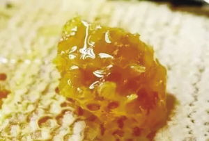 寧陜山珍 縣域公共品牌亮相古城西安，引領初級農產品新風尚