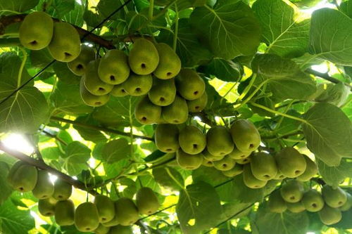 萬(wàn)盛 做強(qiáng)特色農(nóng)業(yè)，暢通“郵運(yùn)通”，家禽家畜產(chǎn)業(yè)賦能鄉(xiāng)村振興