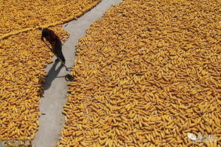 鄉(xiāng)村振興新舉措 東營(yíng)率先啟動(dòng)農(nóng)民職稱(chēng)評(píng)審，家禽家畜養(yǎng)殖能手可申報(bào)